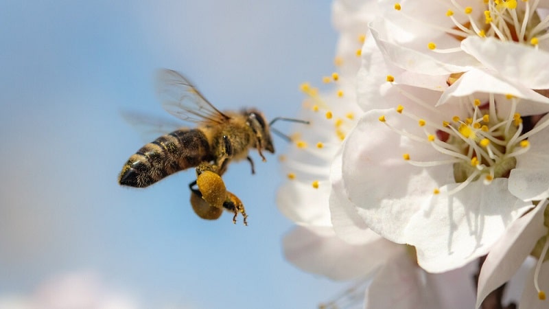 نحوه جمع آوری گرده گل توسط زنبور های مزرعه رو
