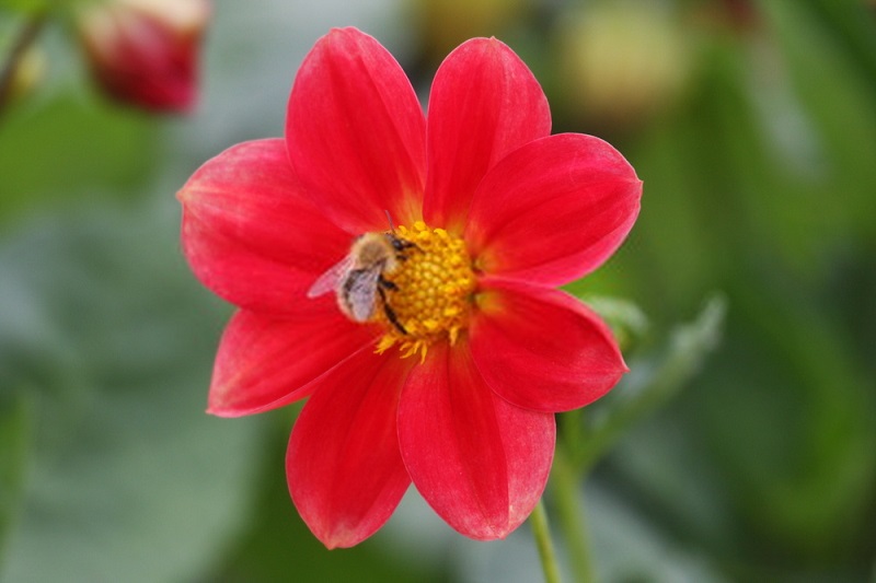 زنبور عسل و گل های قرمز