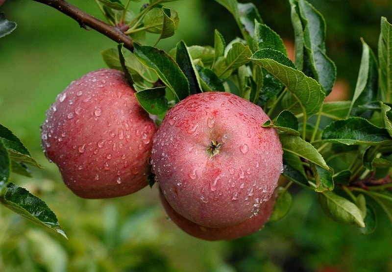 خواص درمانی درخت سیب