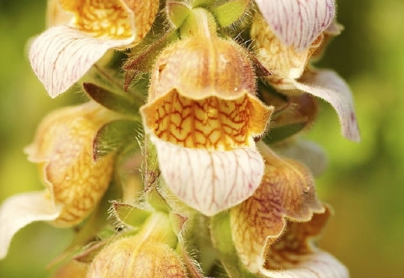 ترکیبات شیمیایی Digitalis lanata - گونه ای از گل انگشتانه