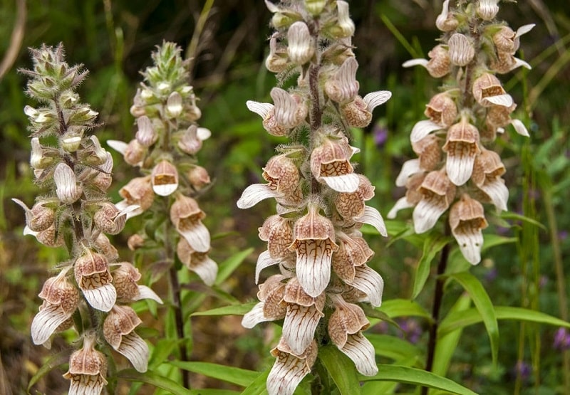 Digitalis lanata گونه ای از گیاه گل انگشتانه