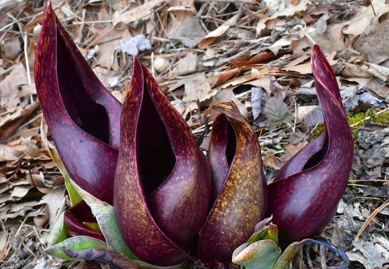 Dracontium foetidum گونه ای از گیاهان گل شیپوری که در ایران نمی روید