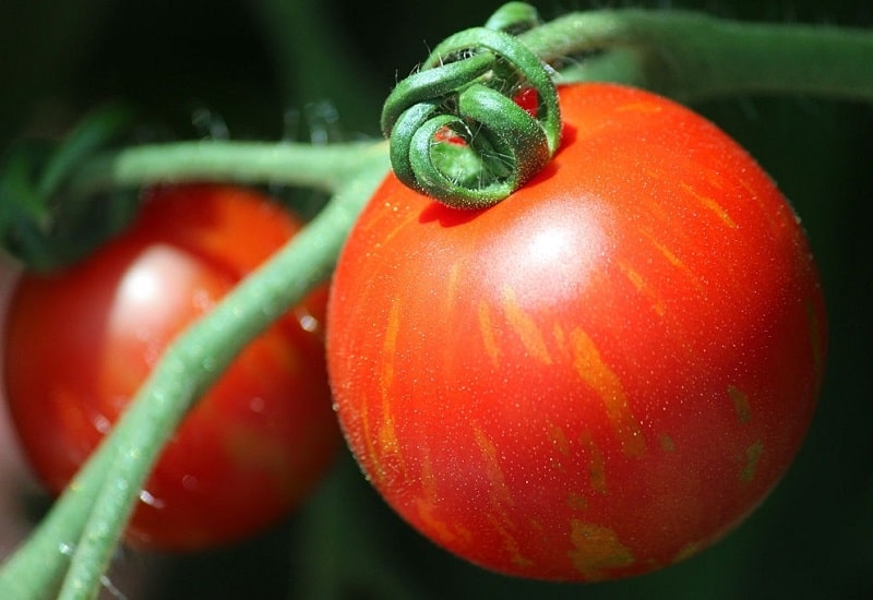 ساخت محلول های حشره کش با گیاه گوجه فرنگی
