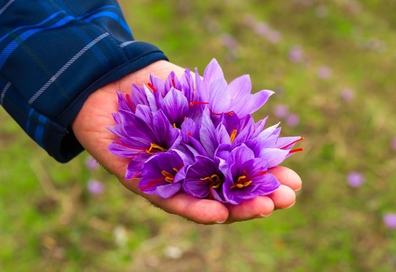 گل زعفران - گیاه شناسی زعفران