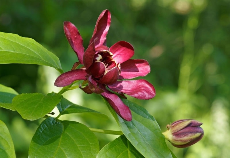 مشابهت تیره Calycanthaceae با تیره Magnoliaceae 