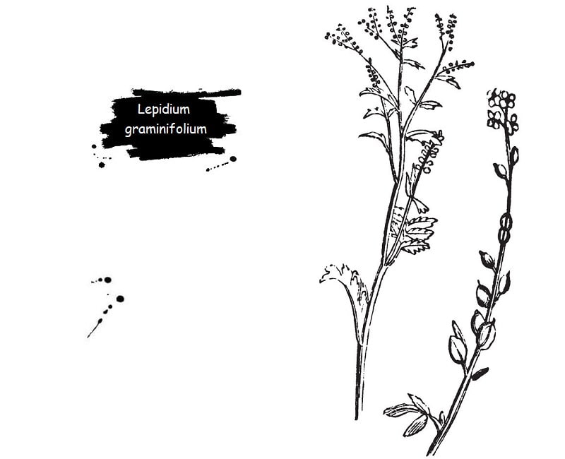 خواص درمانی Lepidium graminifolium