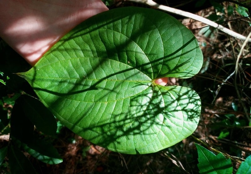 مسمومیت با Chondodendron tomentosum