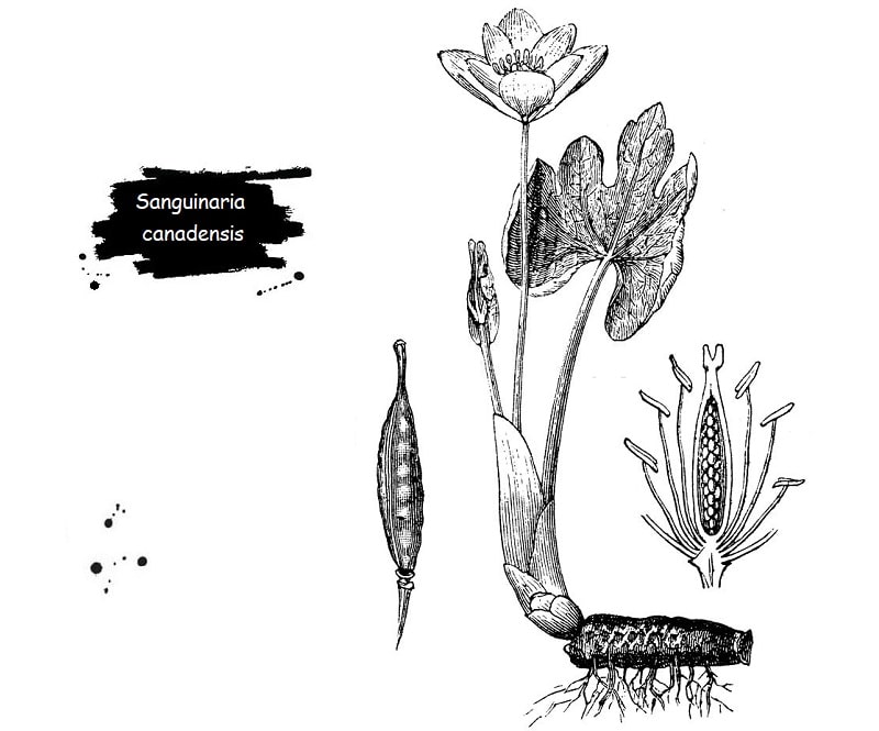 ترکیبات شیمیایی Sanguinaria canadensis