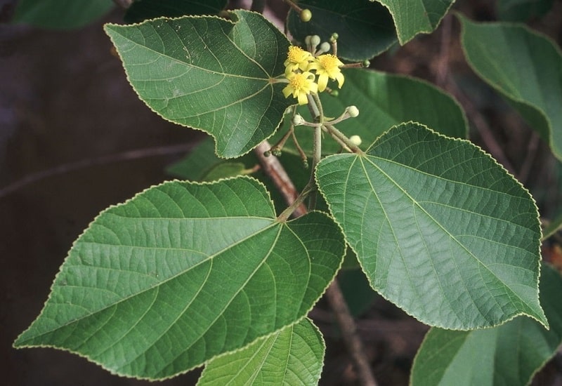 Grewia tiliaefolia گونه ای از پوترو آسیایی