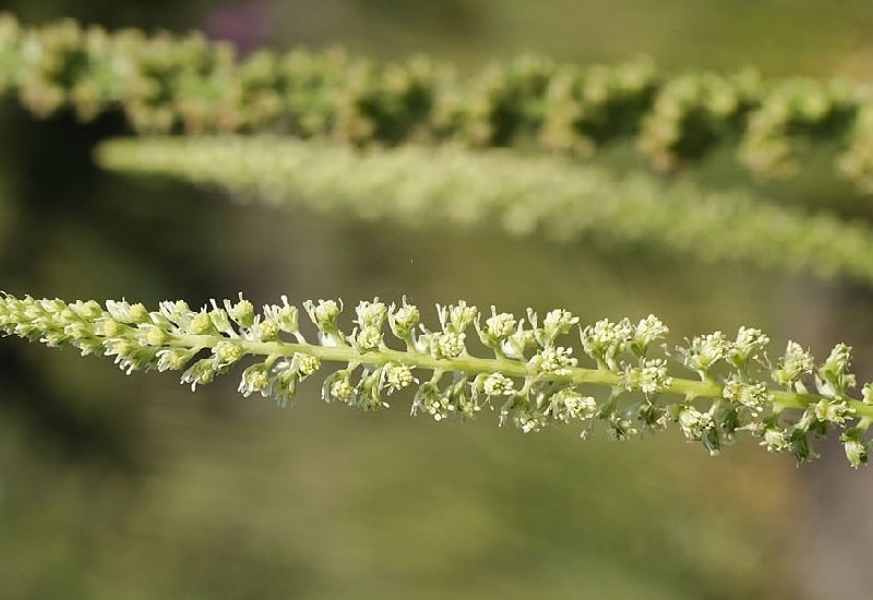Reseda odorata گونه مفید دیگر از گیاه Reseda Luteola در ایران