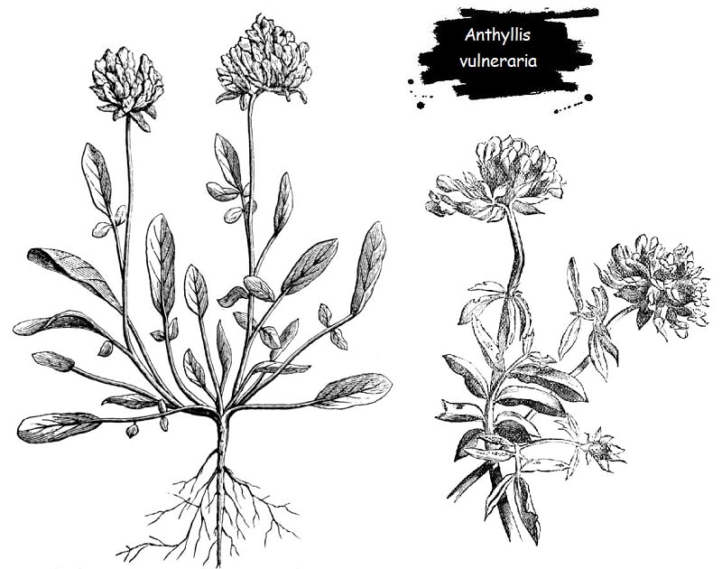 ترکیبات شیمیایی Anthyllis vulneraria