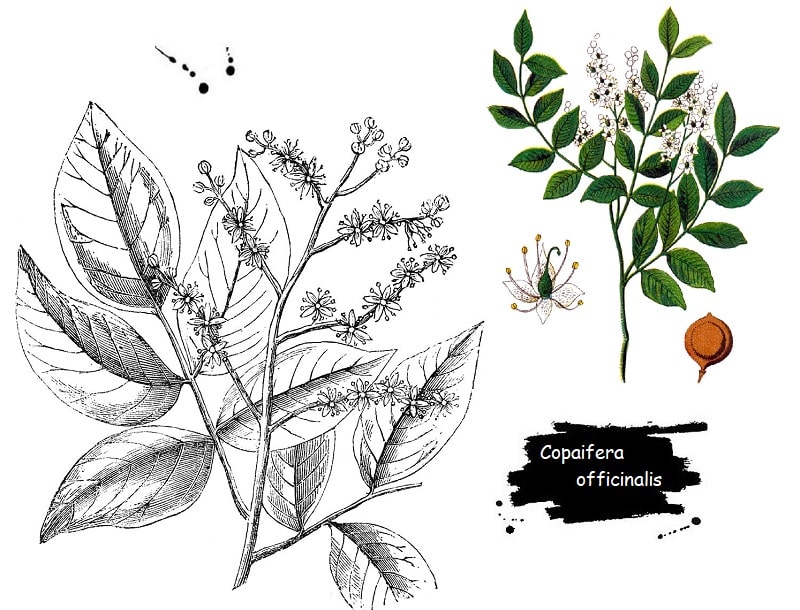 درخت Copaifera officinalis از تیره فرعی گل ارغوان