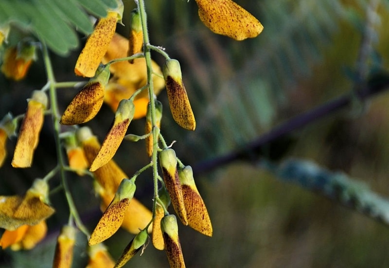 نوع دیگری از درخت Sesbania aegyptiaca 