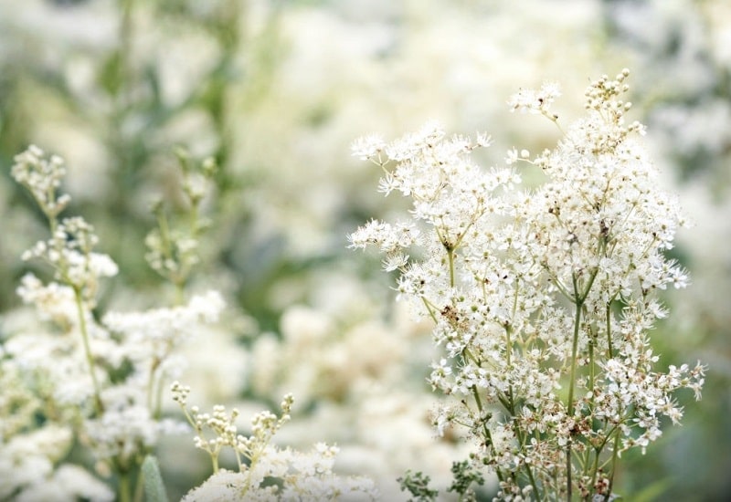 استفاده از گل های عروس چمن زار اروپایی به عنوان معرق