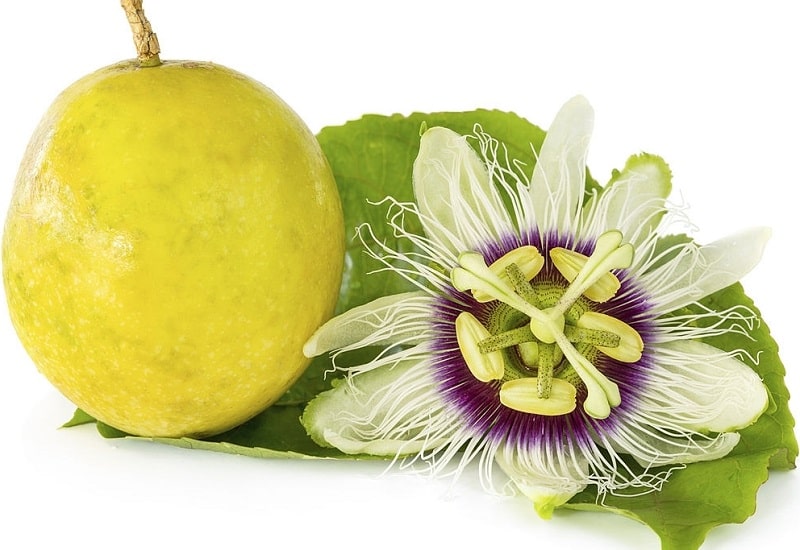 ترکیبات شیمیایی Passiflora incarnata