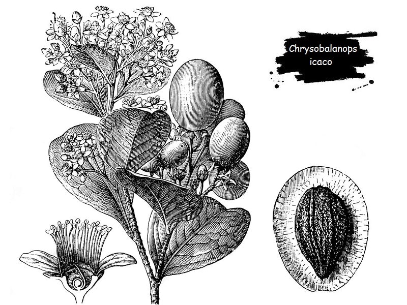 Chrysobalanops icaco درختچه ای از تیره گل سرخ