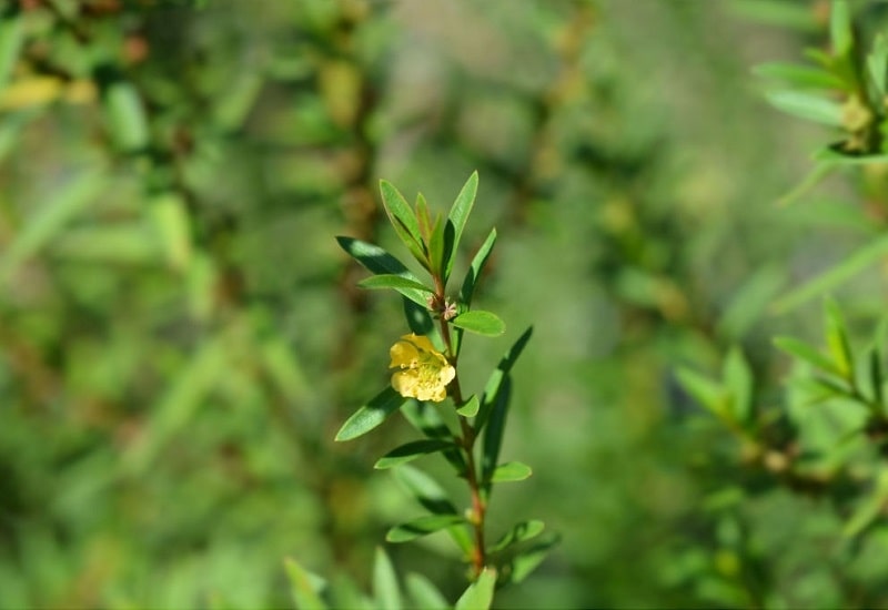 Heimia salicifolia