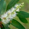 Melaleuca Leucadendron