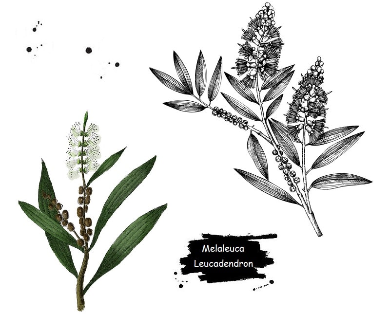 ترکیبات شیمیایی Melaleuca Leucadendron