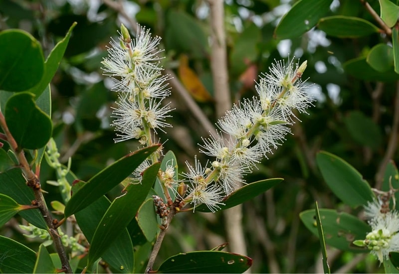 خواص درمانی Melaleuca Leucadendron