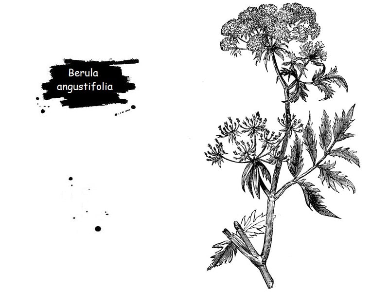 خواص درمانی Berula angustifolia