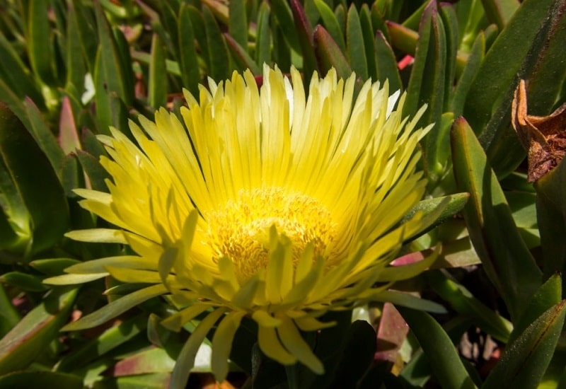 انواع مفید دیگر Mesembryanthemum