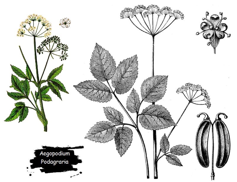 گیاه Aegopodium Podagraria از تیره جعفری