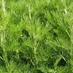 Artemisia Abrotanum
