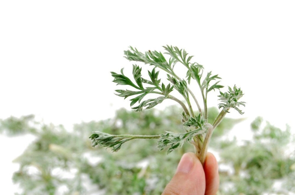 Artemisia herba - alba