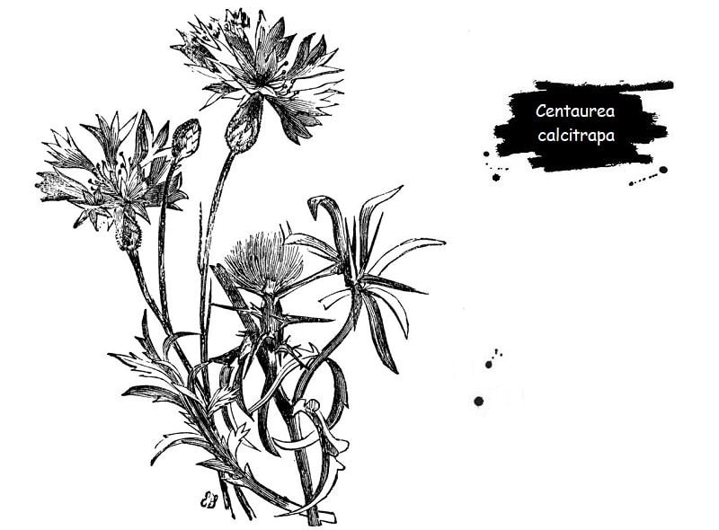 ترکیبات شیمیایی Centaurea calcitrapa