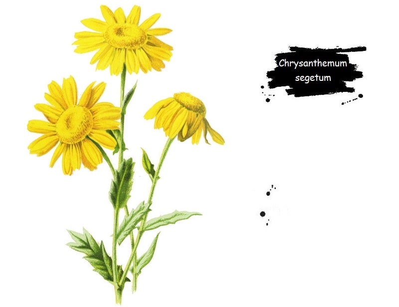 ترکیبات شیمیایی Chrysanthemum segetum