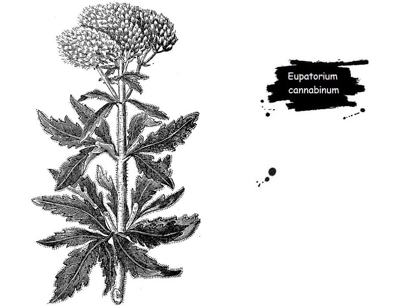 اختصاصات گیاه Eupatorium cannabinum