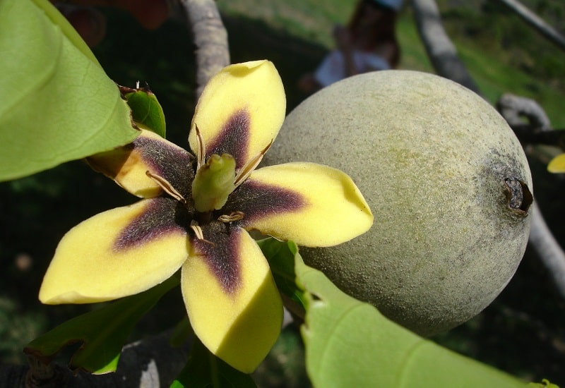 Genipa americana گیاهی از تیره روناس
