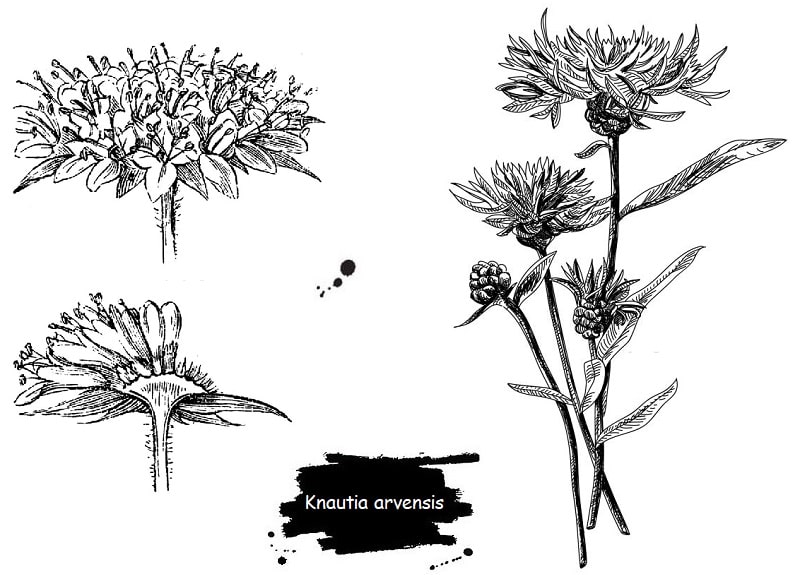 ترکیبات شیمیایی Knautia arvensis