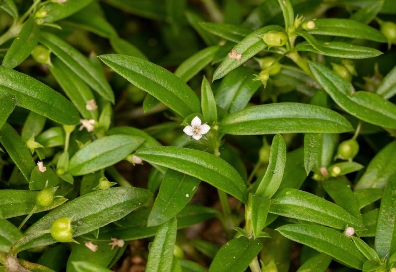 Oldenlandia corymbosa گیاهی از تیره روناس