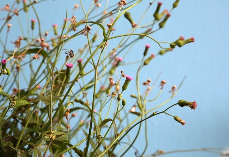 خواص درمانی Emilia sonchifolia
