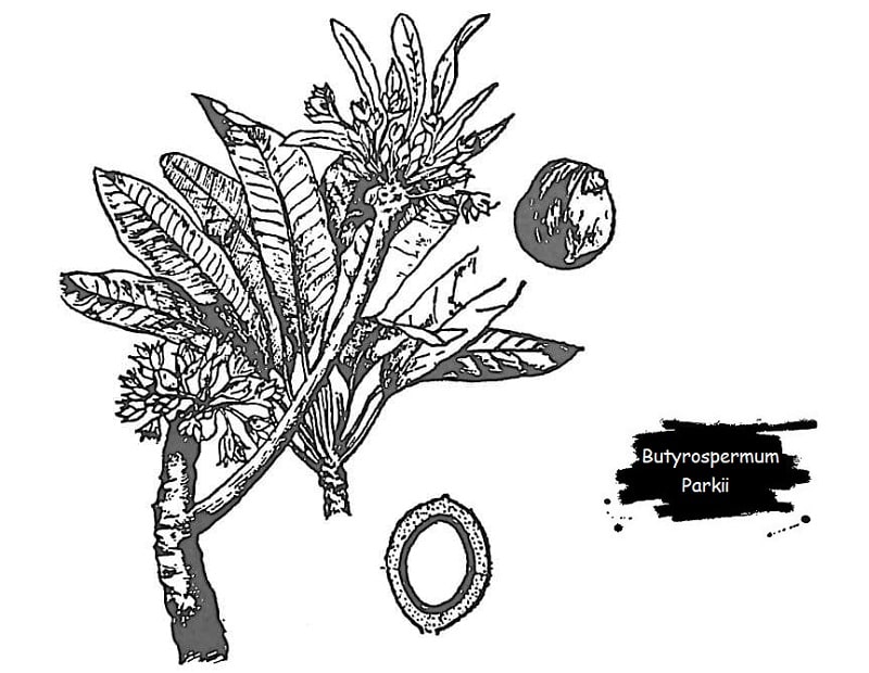 درخت Butyrospermum Parkii از تیره ساپوتاسه