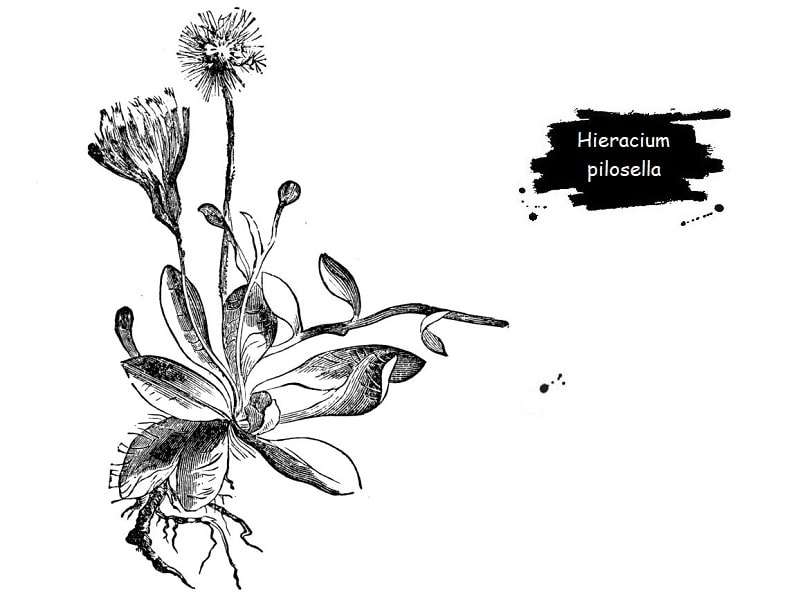 گیاه Hieracium pilosella از تیره کاسنی