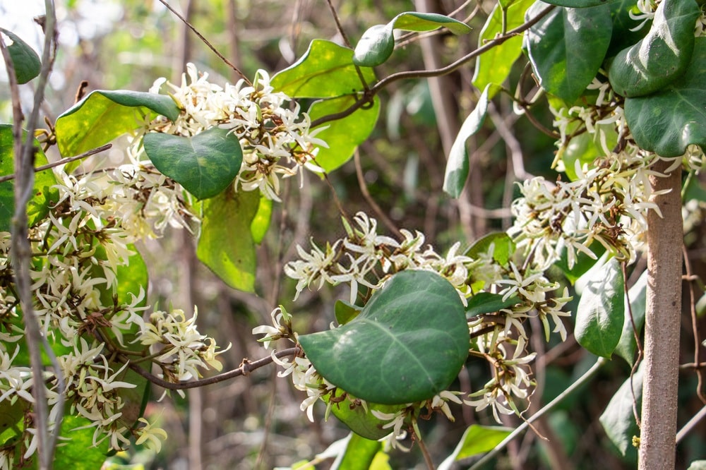Ichnocarpus frutescens