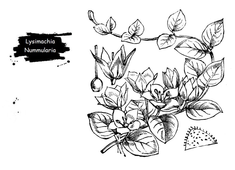 گیاه Lysimachia Nummularia از تیره پامچال