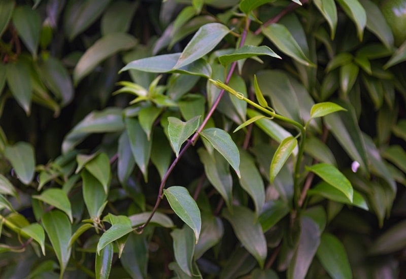 Mikania Guaco گیاهی از تیره کاسنی