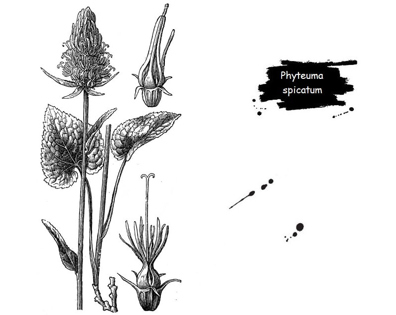 گیاه Phyteuma spicatum از تیره گل استکانی