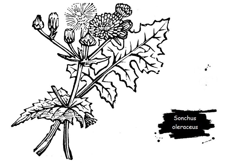 گیاه Sonchus oleraceus از تیره کاسنی