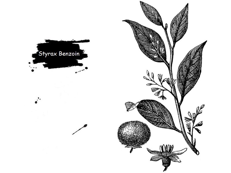 درخت Styrax Benzoin از تیره استيراكاسه