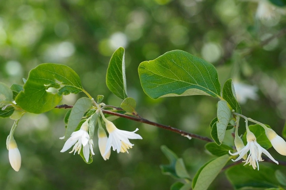 Styrax officinale