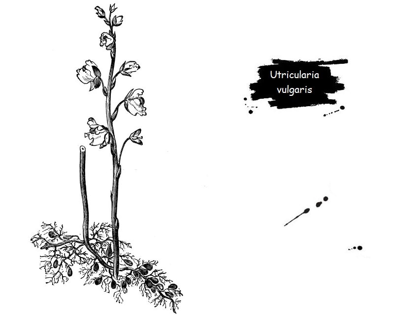خواص درمانی Utricularia vulgaris
